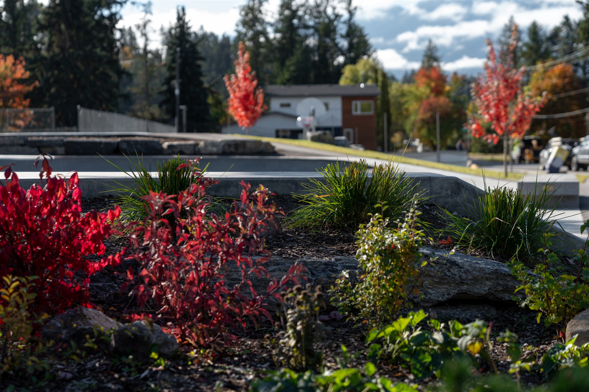 shrubs and rocks