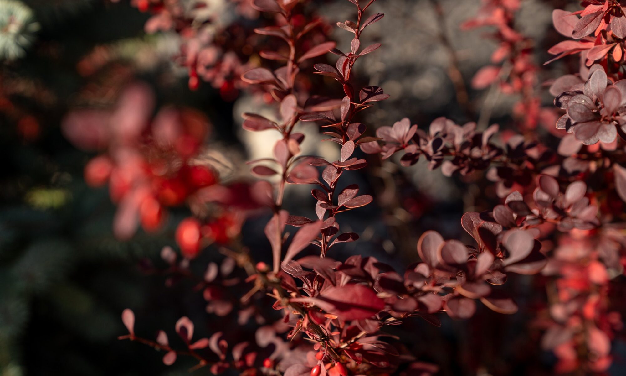 fall leaves